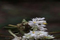 Neurocalyx calycinus